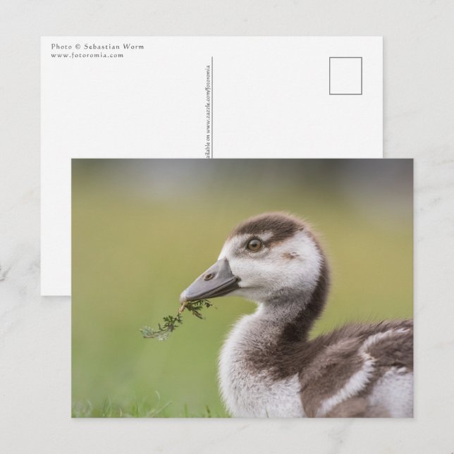 Cute Goose Chick Nature Photo Postcard (Front/Back)