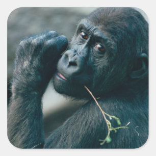 Cute Gorilla with bright eyes looking eye contact Square Sticker