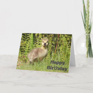 Cute Gosling Birthday or Greeting card. Customize Card