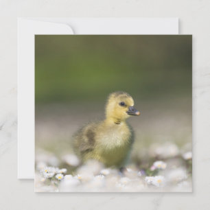 Cute Gosling Carte photo de la faune