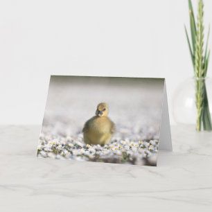 Cute gosling nature photo card