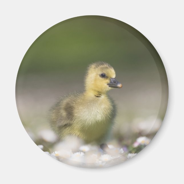 Cute Gosling Nature Photo Magnet (Front)