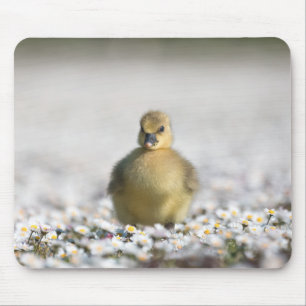 Cute gosling nature photo mouse pad