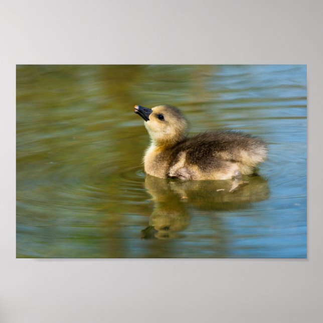 Cute Gosling on pond Poster (Front)