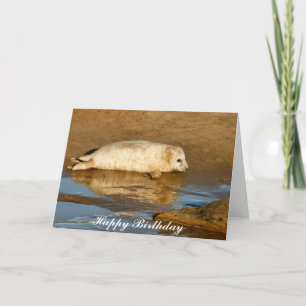 Cute Gray Seal Pup - Happy Birthday Greeting Card