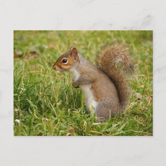 Cute Gray Squirrel Postcard (Front)
