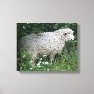 Cute Greedy Sheep Eating Canvas Print