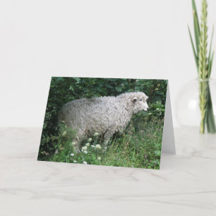 Cute Greedy Sheep Eating Greeting Card