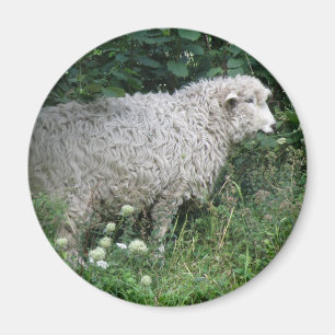 Cute Greedy Sheep Eating Magnet