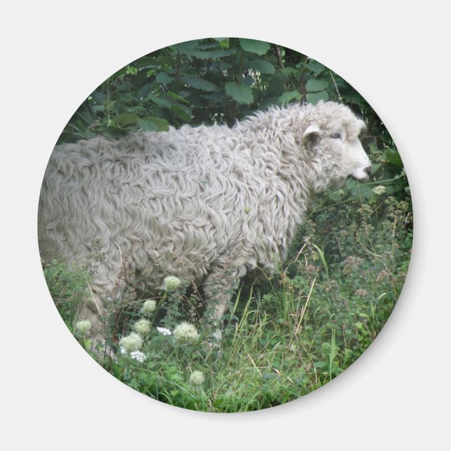 Cute Greedy Sheep Eating Magnet (Front)
