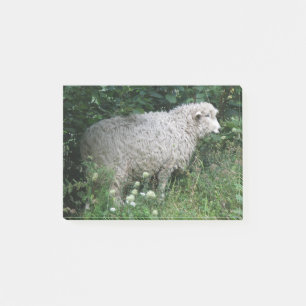 Cute Greedy Sheep Eating Post it notes