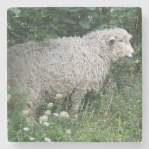 Cute Greedy Sheep Eating Stone Coaster