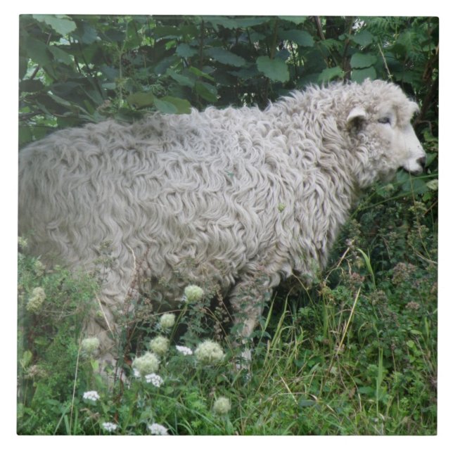 Cute Greedy Sheep Eating Tile (Front)