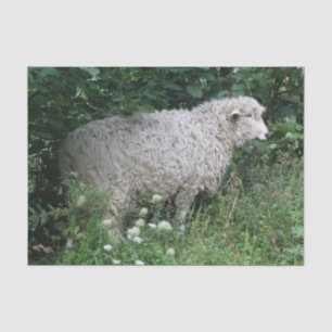 Cute Greedy Sheep Eating Tissue Paper