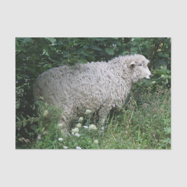 Cute Greedy Sheep Eating Tissue Paper (Front)