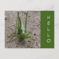 Cute Green Grasshopper Close up HELLO Postcard