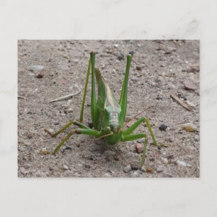Cute Green Grasshopper DIY Postcard