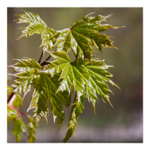 Cute green maple branch with small leaves poster