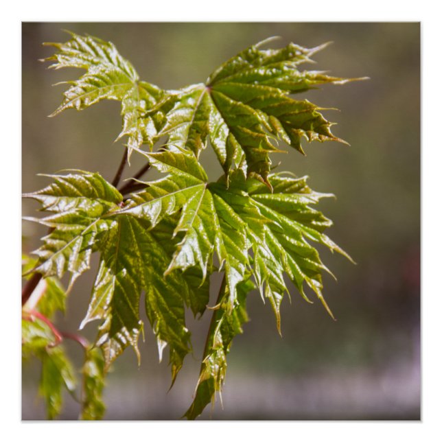 Cute green maple branch with small leaves  poster (Front)