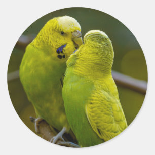 Cute Green Yellow Budgie Birds on a Tree Branch  Classic Round Sticker