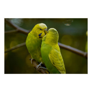 Cute Green Yellow Budgie Birds on a Tree Branch Poster