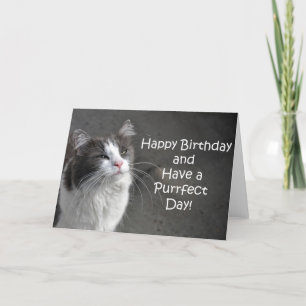 Cute grey and white cat birthday card