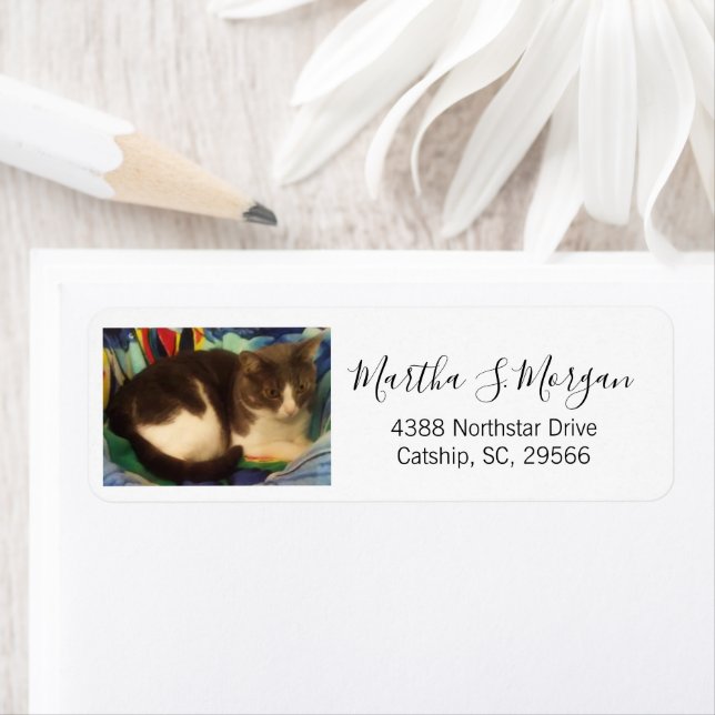 Cute Grey and White House Cat Photo (Insitu)