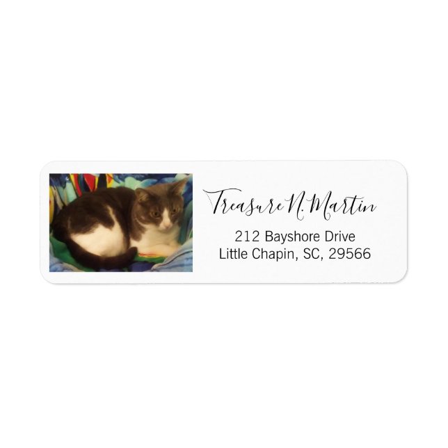 Cute Grey and White House Cat Photo (Front)