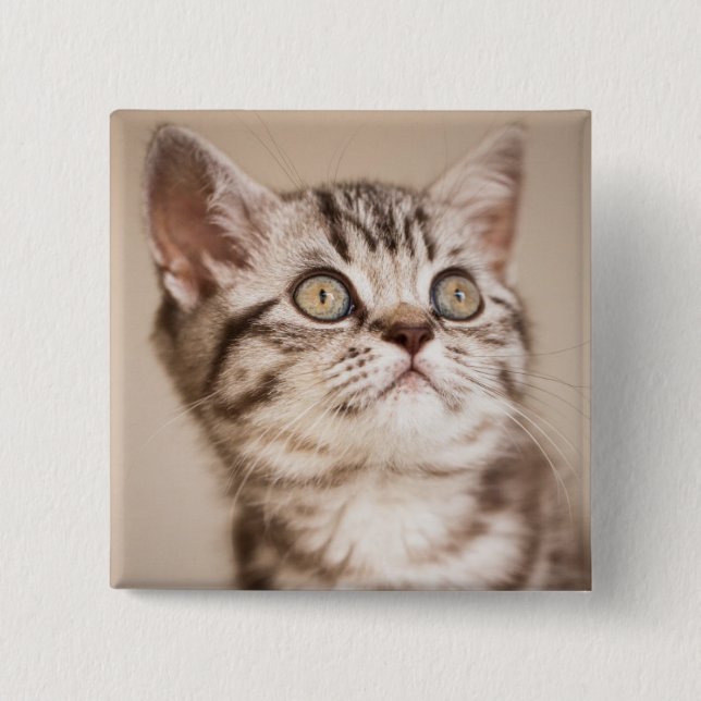 Cute Grey British Short Hair Kitten (Blue Tabby) 2 Inch Square Button (Front)