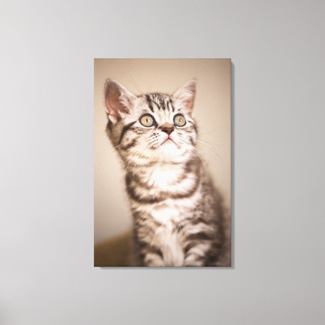 Cute Grey British Short Hair Kitten (Blue Tabby) Canvas Print (Front)