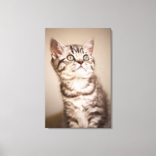 Cute Grey British Short Hair Kitten (Blue Tabby) Canvas Print