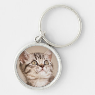 Cute Grey British Short Hair Kitten (Blue Tabby) Keychain