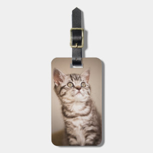 Cute Grey British Short Hair Kitten (Blue Tabby) Luggage Tag