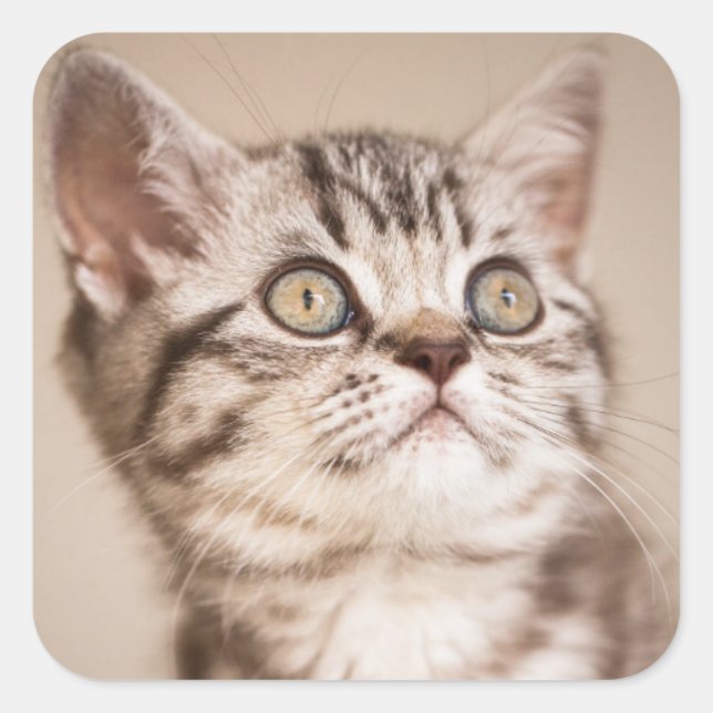 Cute Grey British Short Hair Kitten (Blue Tabby) Square Sticker (Front)
