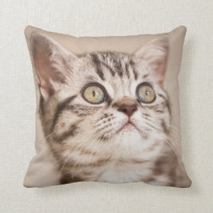 Cute Grey British Short Hair Kitten (Blue Tabby) Throw Pillow