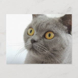 Cute Grey Cat Postcard