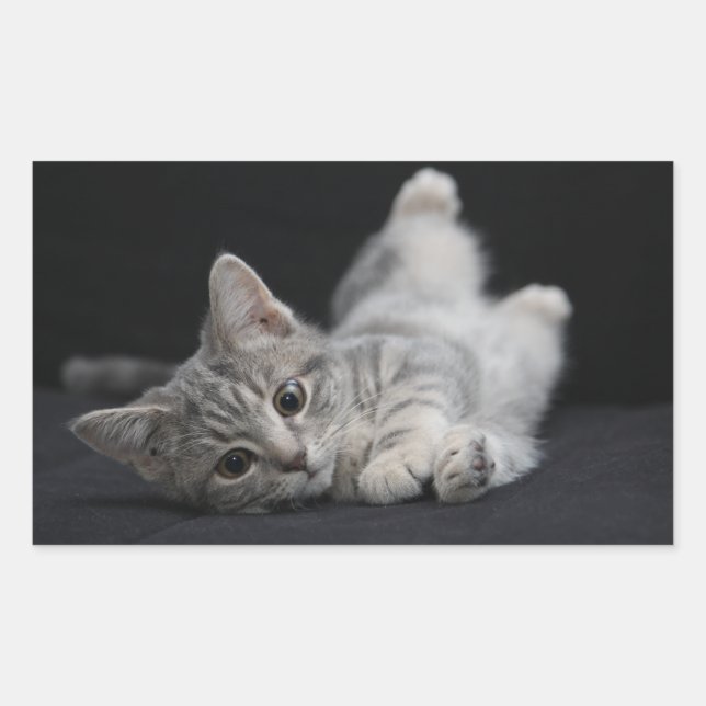 Cute Grey Cat Sticker (Front)