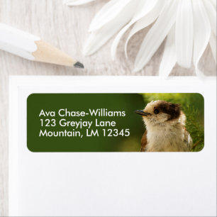 Cute Grey Jay Whiskeyjack Songbird in Fir Tree
