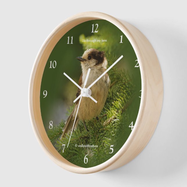 Cute Grey Jay Whiskeyjack Songbird in Fir Tree Clock (Angle)