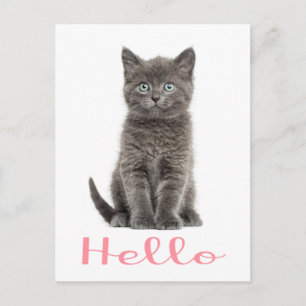 Cute Grey Kitten Friendship Hello Cat Postcard