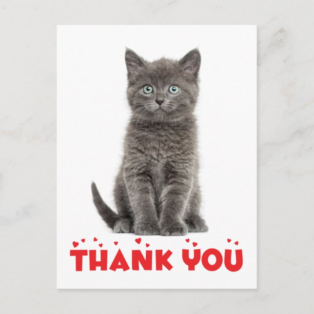 Cute Grey Kitten Thank You Cat Postcard (Front)