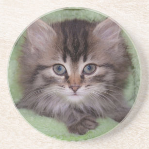 Cute Grey Kitten Under Green Blanket Coaster