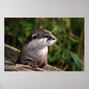 Cute grey otter poster