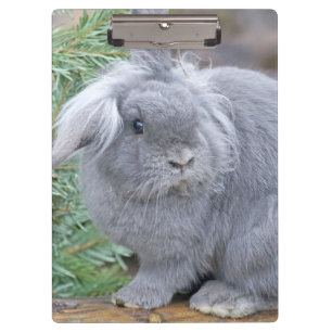 Cute grey rabbit  clipboard