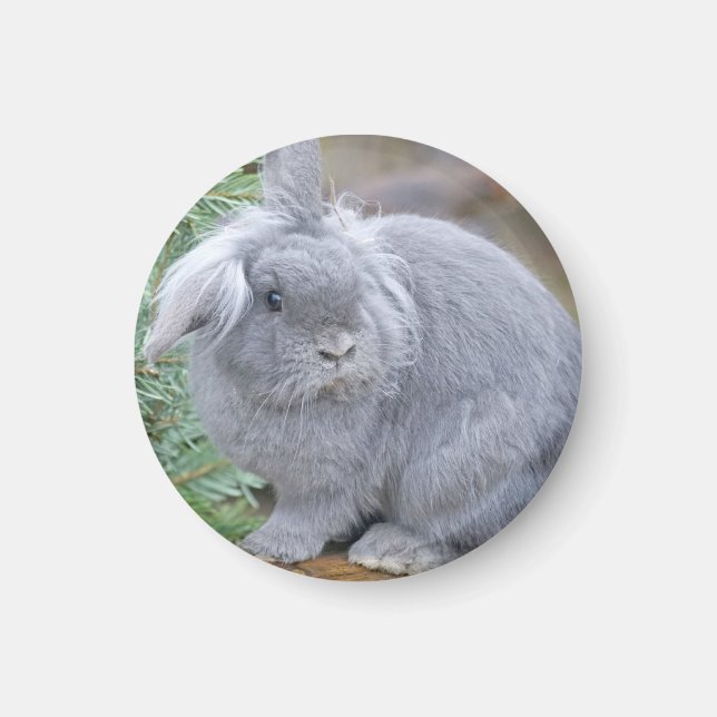 Cute grey rabbit   magnet (Front)