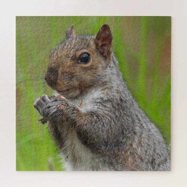 Cute Grey Squirrel eating Close up Jigsaw Puzzle (Horizontal)