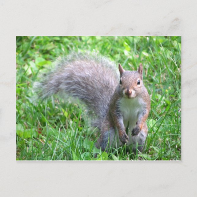 Cute Grey Squirrel Postcard (Front)