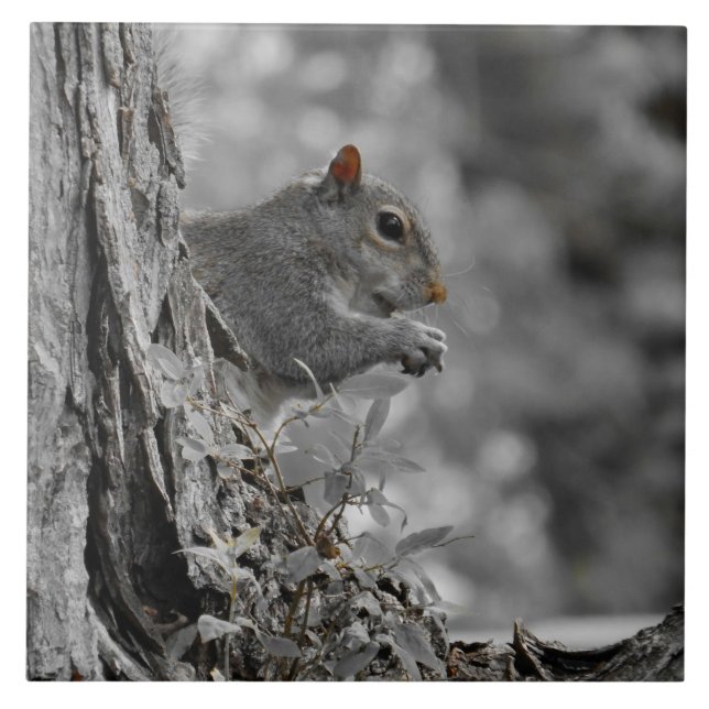 Cute Grey Squirrel Tile (Front)