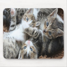 Cute Grey Tricolor Kittens/Add Your Pet's Photo