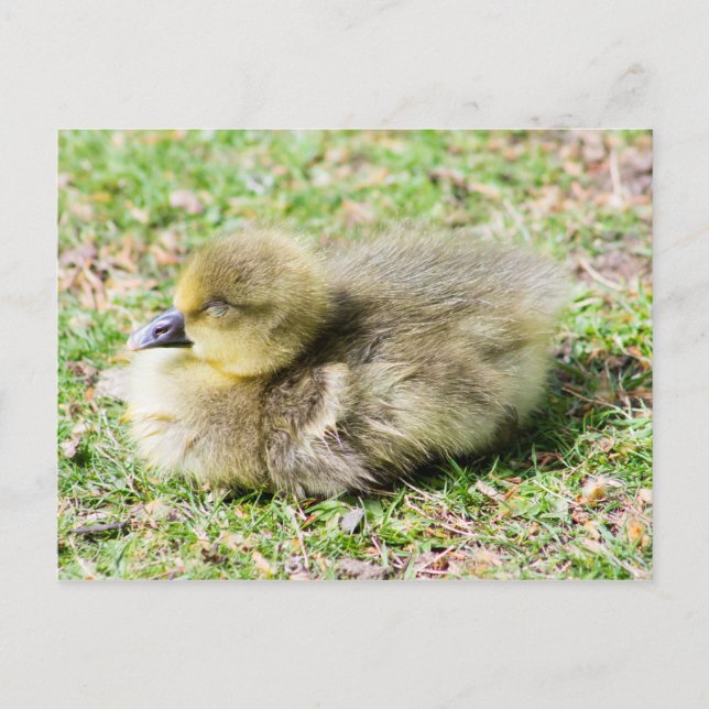 Cute Greylag Gosling Postcard (Front)